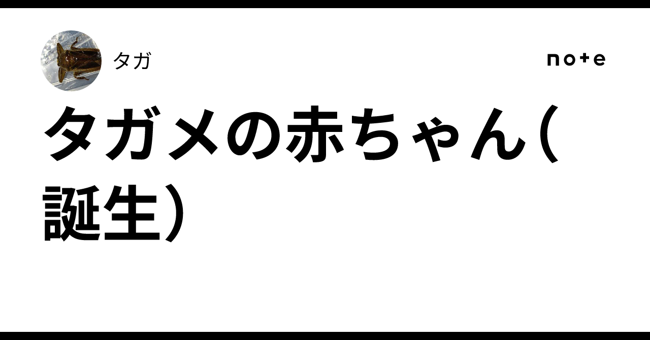 Giant Water Bug Babies (Birth)｜タガ
