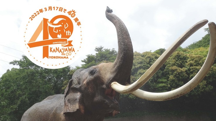 金沢動物園40周年PJ｜園の象徴、ゾウのボンとヨーコに給水装置を - クラウドファンディング READYFOR