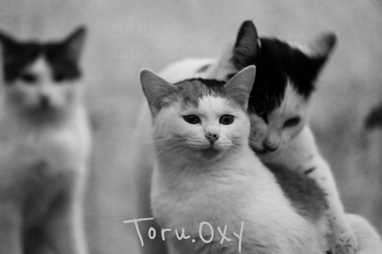 無料ダウンロードほっこり 動物 最高の動物画像