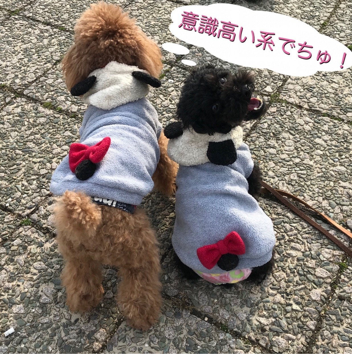 犬のマナーは飼い主のマナー みう Note