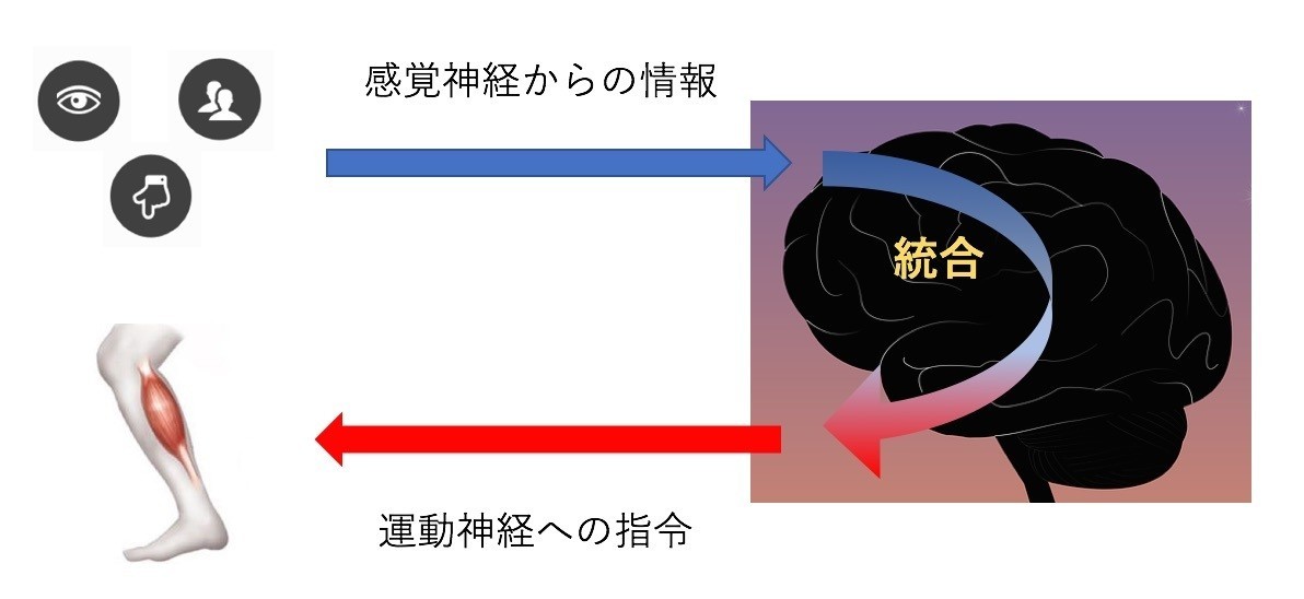 運動神経と感覚神経｜万由子｜note
