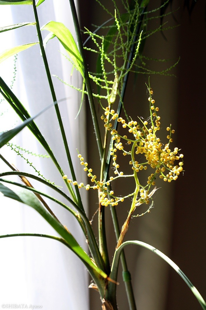 心に強く訴えるテーブルヤシ 花 落ちる すべての美しい花の画像