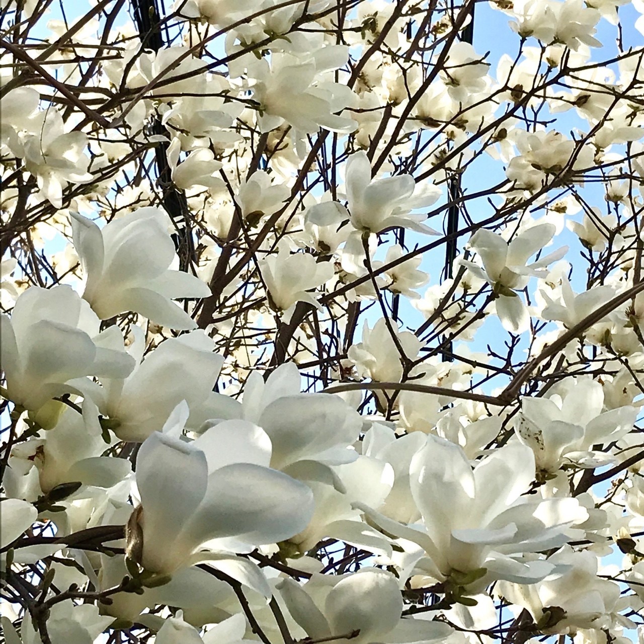 美しい花の画像 綺麗な花 言葉 木蓮