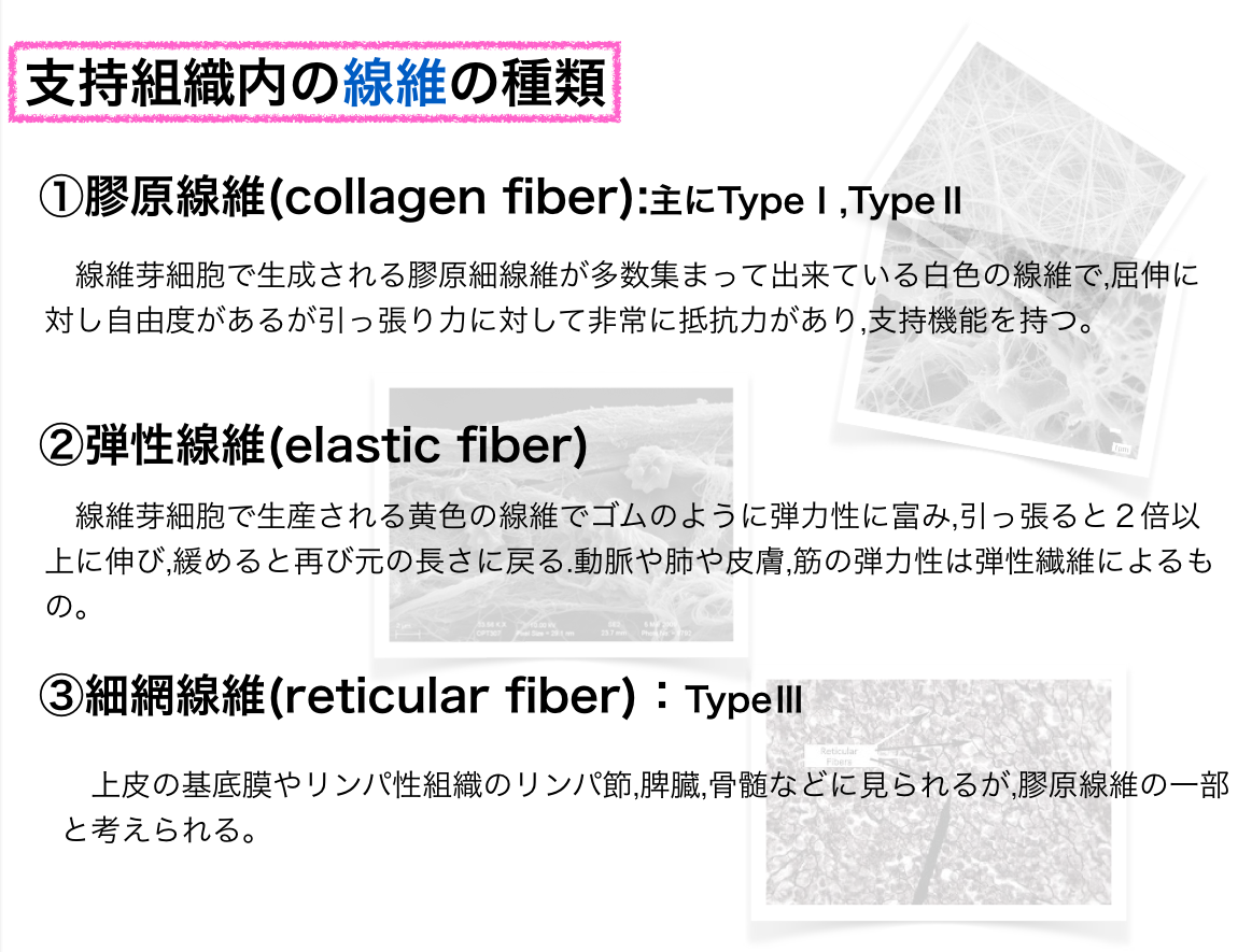 細網線維 Reticular Fiber Japaneseclass Jp