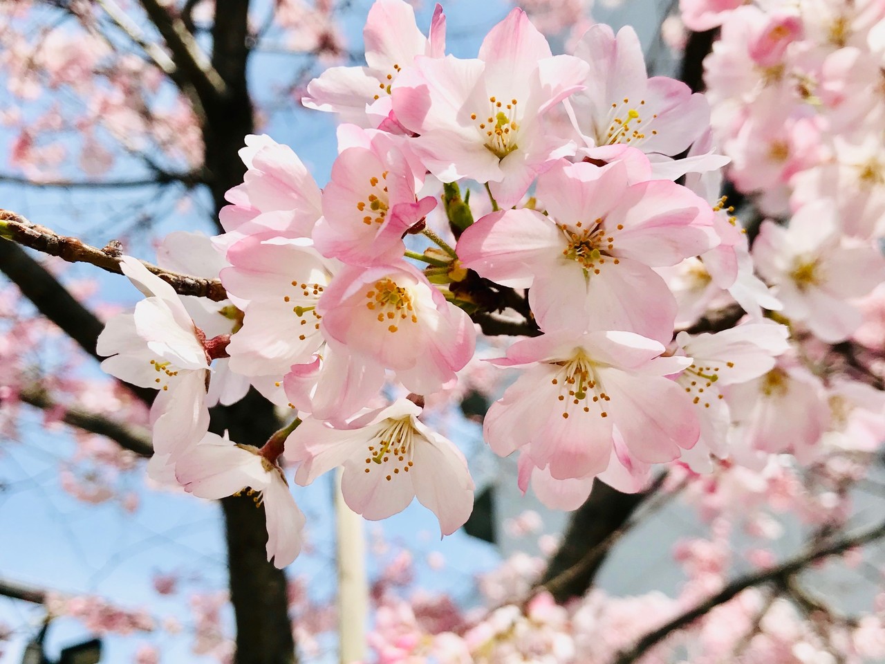 梅の花は長く咲くのに桜は早く散るのはどうして 人間が選んだ桜 子ども科学電話相談 4月7日ピックアップ しましょ 島田祥輔 Note