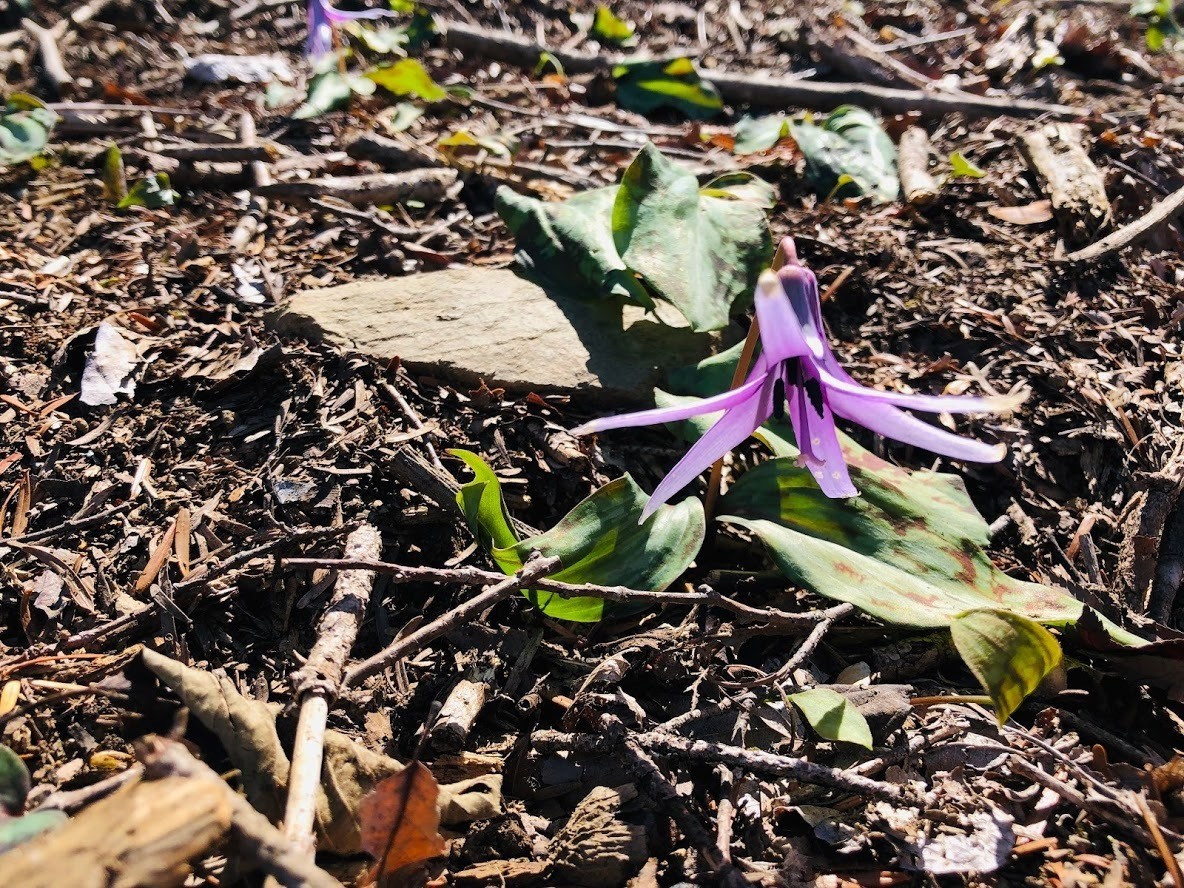 カタクリの花イメージ