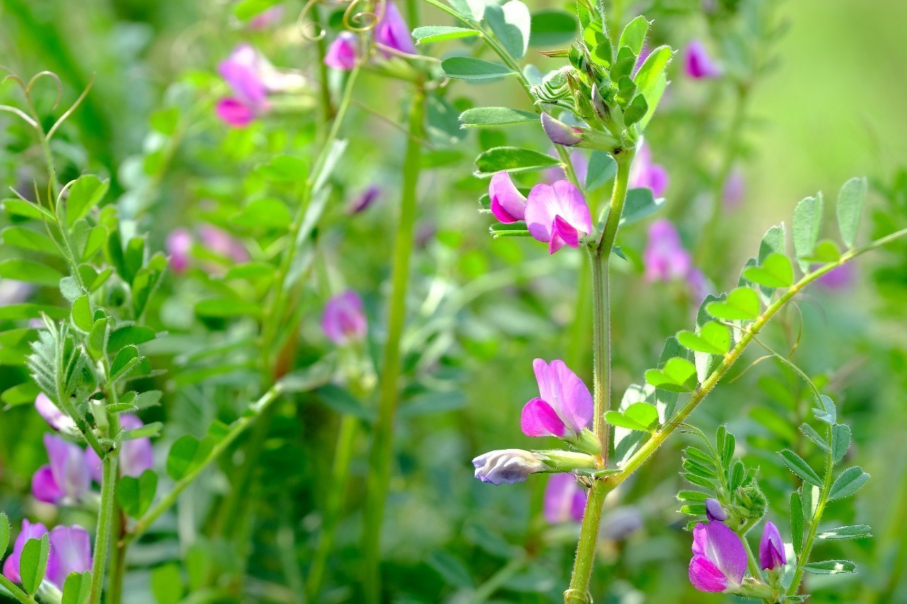 50 カラスノエンドウ 花 最高の花の画像