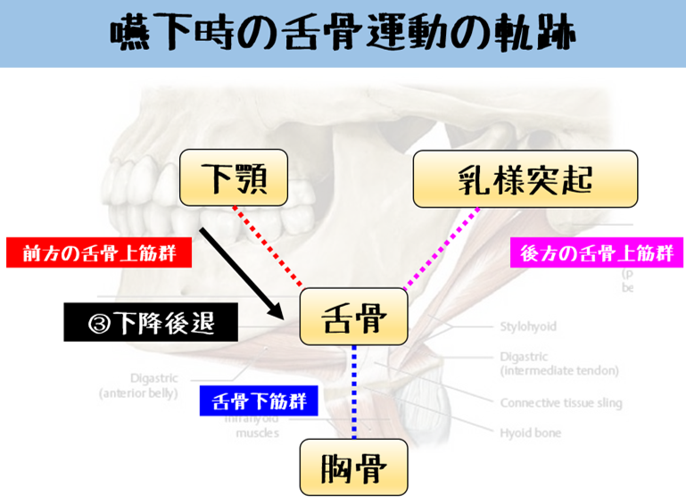 姿勢制御×嚥下機能③ ～舌骨のHow!?～｜はらかずみ｜note