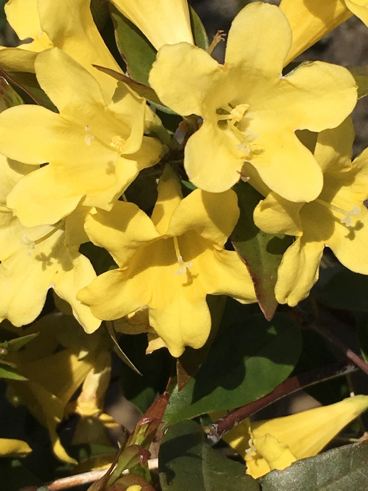 トップ100 元気 花 言葉 すべての美しい花の画像