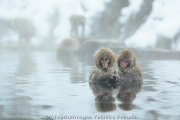 上温泉 に 入る 動物 最高の動物画像