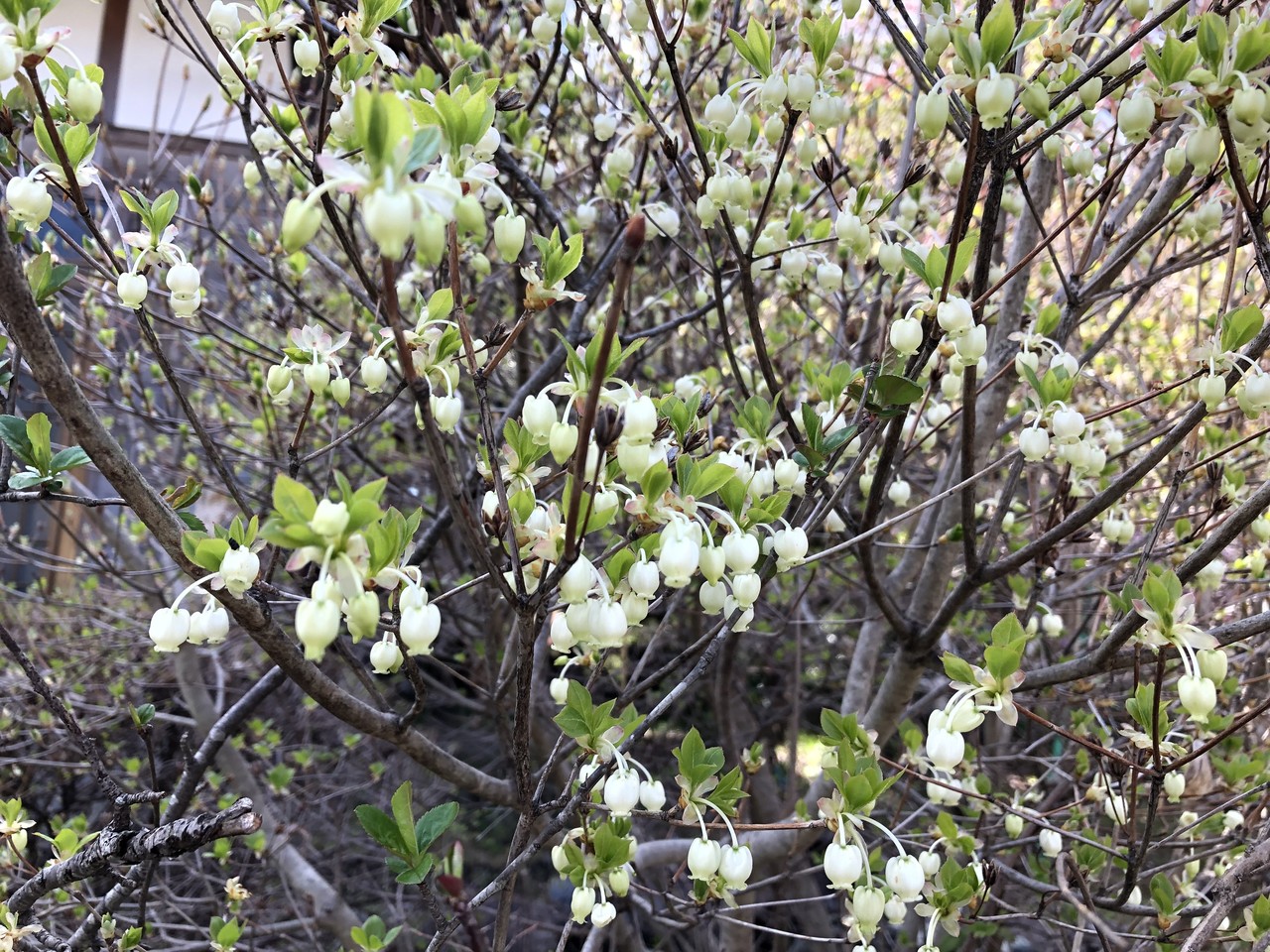 すべての美しい花の画像 元のドウダンツツジ 花 言葉