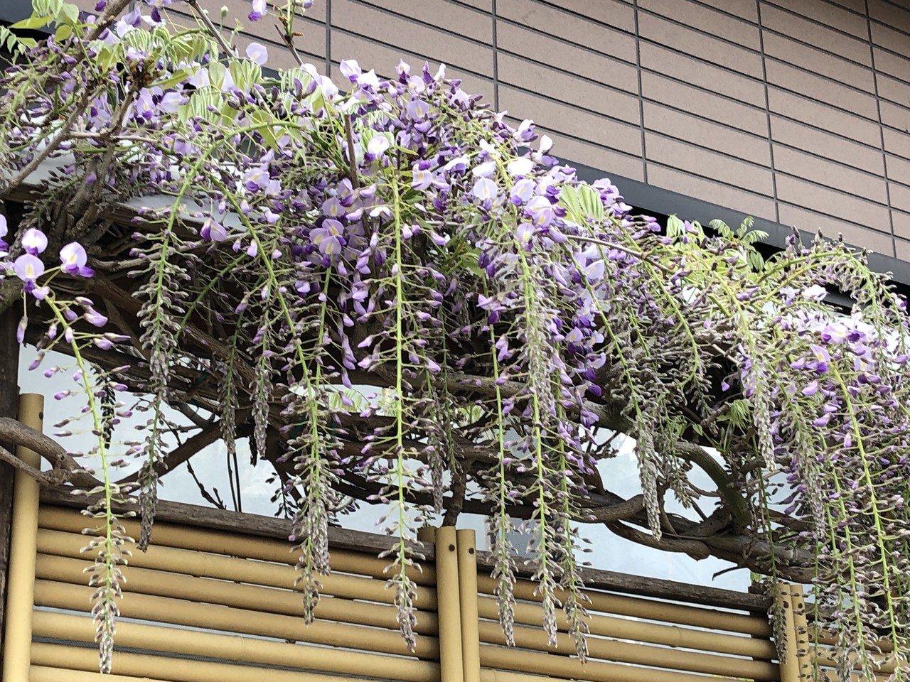 ロイヤリティフリー歓迎 花 言葉 美しい花の画像
