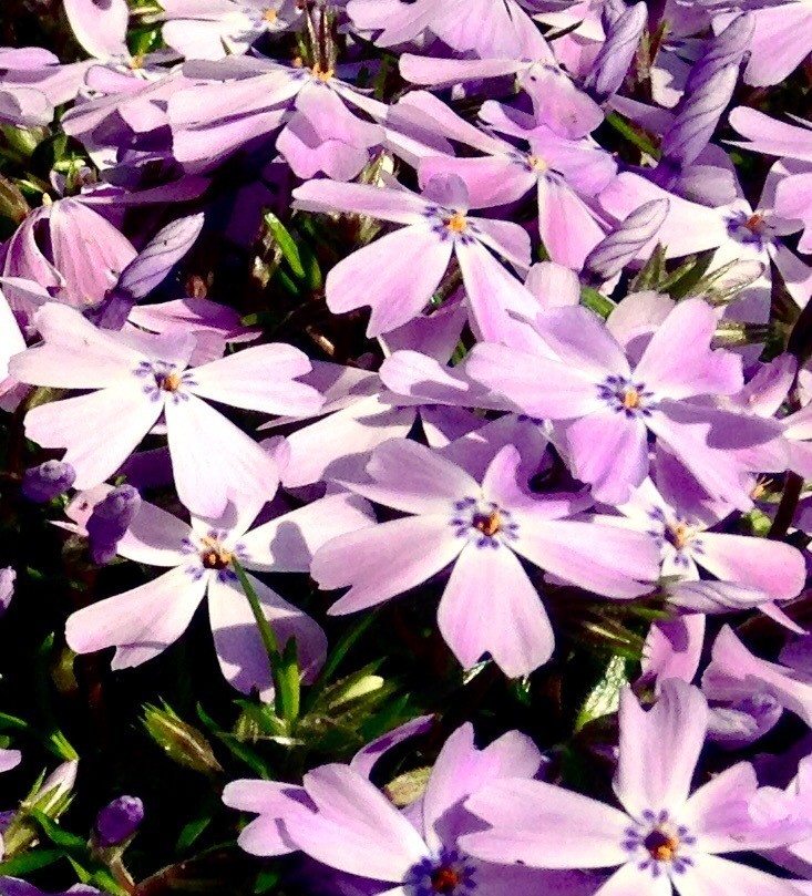 美しい花の画像 最高かつ最も包括的なフロックス 花 言葉