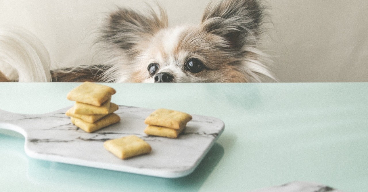 おでかけおやつにも そら豆とごま油のクッキー 手作り犬おやつレシピ 犬ごはん先生いちかわあやこ Official Web Site