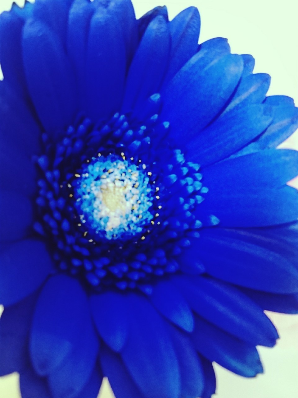 無料ダウンロード青い 花 種類 すべての美しい花の画像