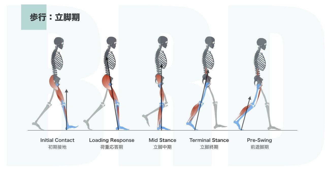 ✅無料体験版✅実技動画で学ぶ有料マガジン「ローディングレスポンスにおける大腿広筋群の誘導」