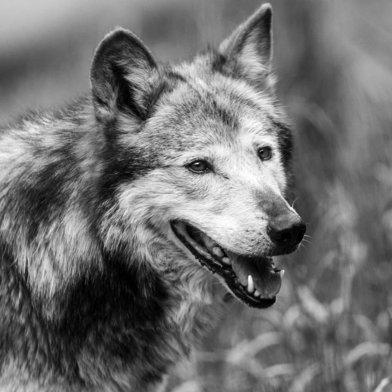 サンフランシスコ動物園がかなり良い 深津 貴之 Fladdict Note