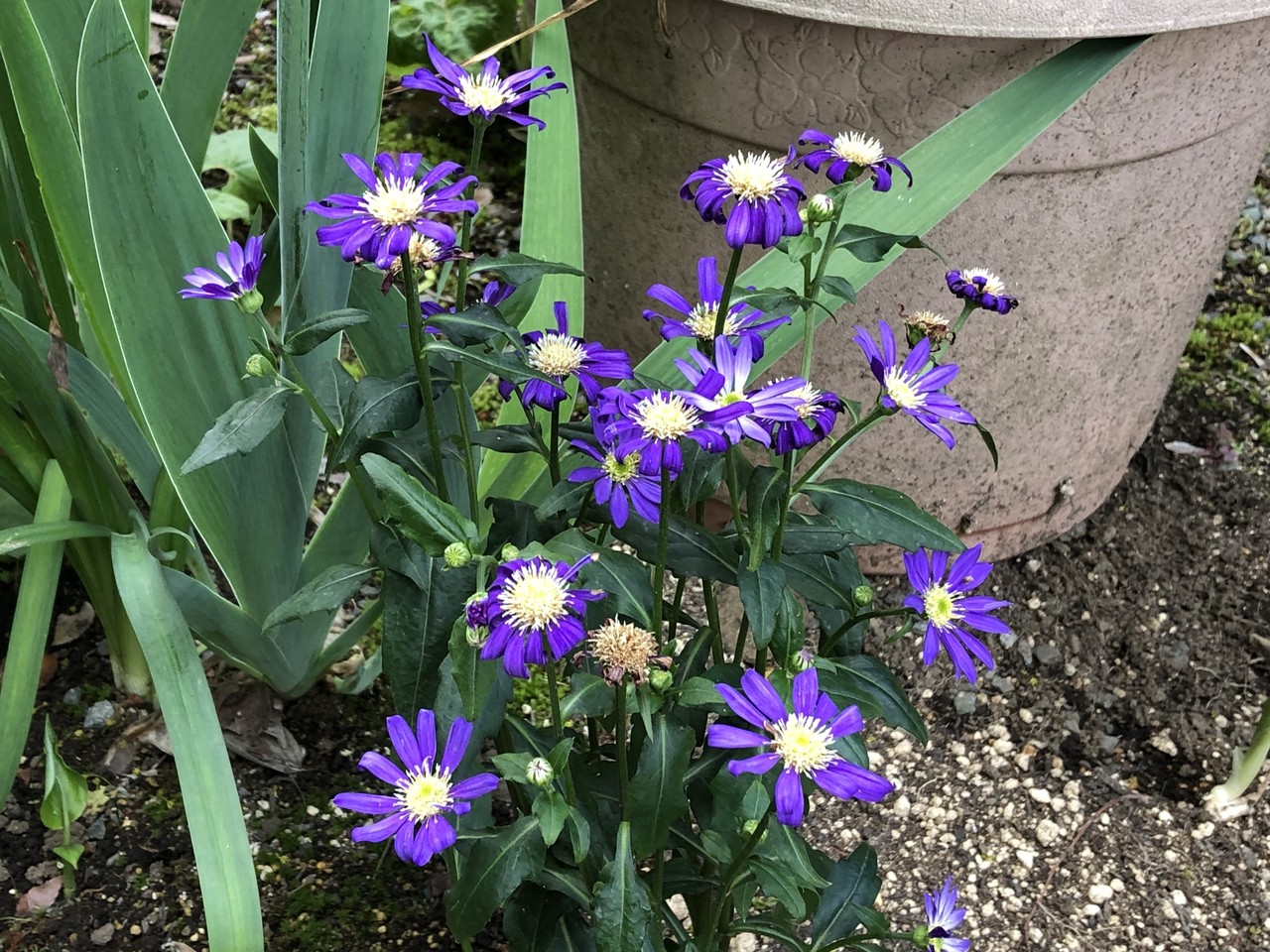 ロイヤリティフリーミヤコワスレ 花言葉 すべての美しい花の画像