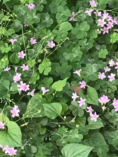 最高の雑草 花 言葉 すべての美しい花の画像