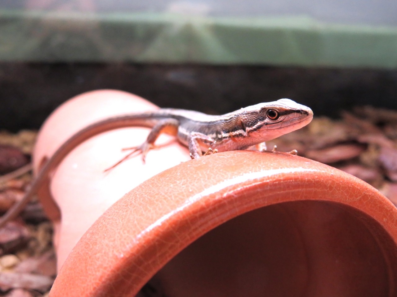 カナヘビ カナヘビ飼育法