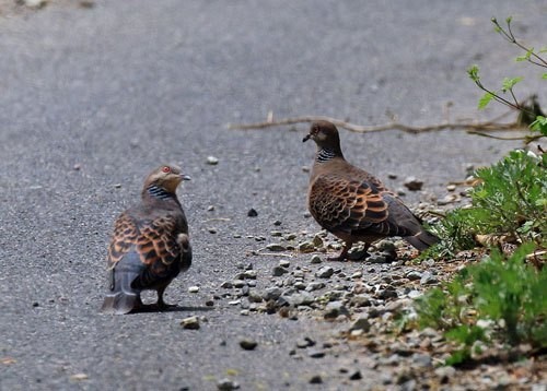 第242回 本当の意味でのオシドリ夫婦 キジバト 6回目 とは 翆野 大地 Note