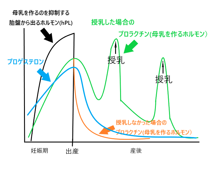 母乳の基礎量を決めるのは出産から約1週間【母乳が出ない!にならないために】|みかこ|note 母乳の基礎量を決めるのは出産から約1週間【母乳が出ない!にならないために】|みかこ|note