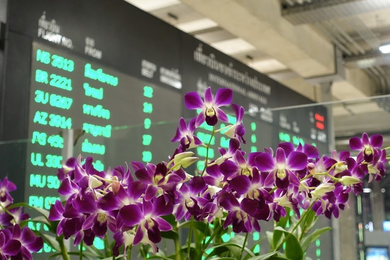 タイ国花より知られたタイの花 ラン タイでどこにでも咲く花 13 Masayuki Saito Note