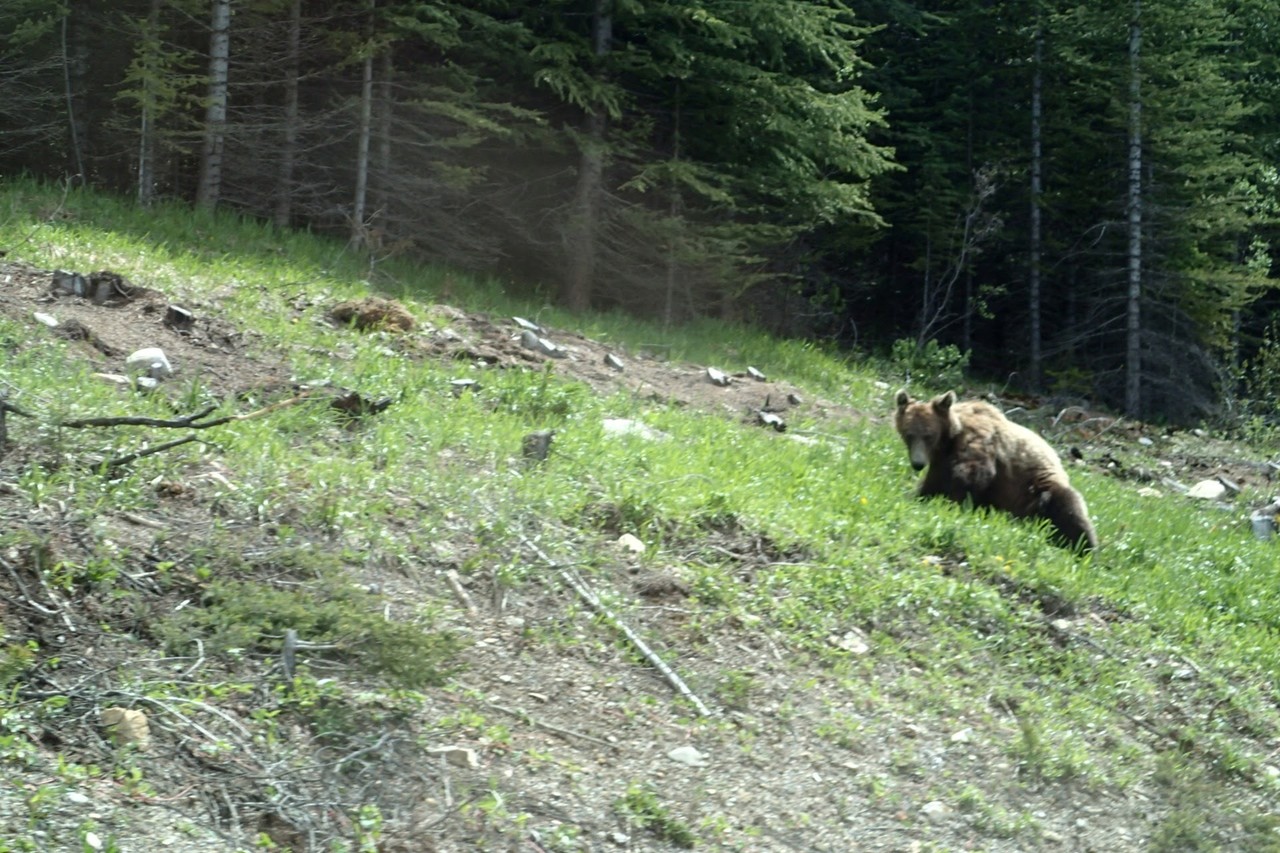 森のくまさん カナダでしていた熊対策 おはぎ Note