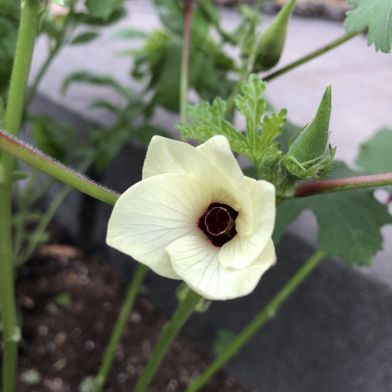 うちのオクラの花が咲いた 日記 日常 オクラ 22point Note