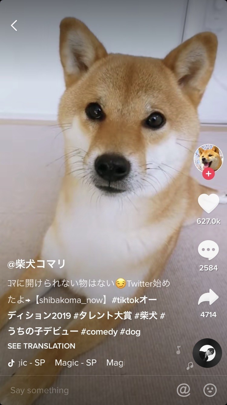 柴犬コマリ Tik Tok分析レポート 6 27 三人旅 Note