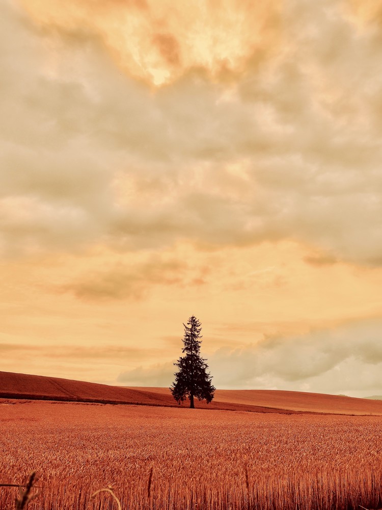 素敵な風景は 観光の資源に繋がるわけですが 美瑛の農家さん達にとっては 訪れる観光客は悩みの種です。 作物達の植えられた畑に侵入する 心無い観光客は 靴の裏に付いた雑菌達を畑に持ち込み 大切に育てた作物を死に至らしめる。 インスタ映えの為に そこまでする必要があるのだろうか？