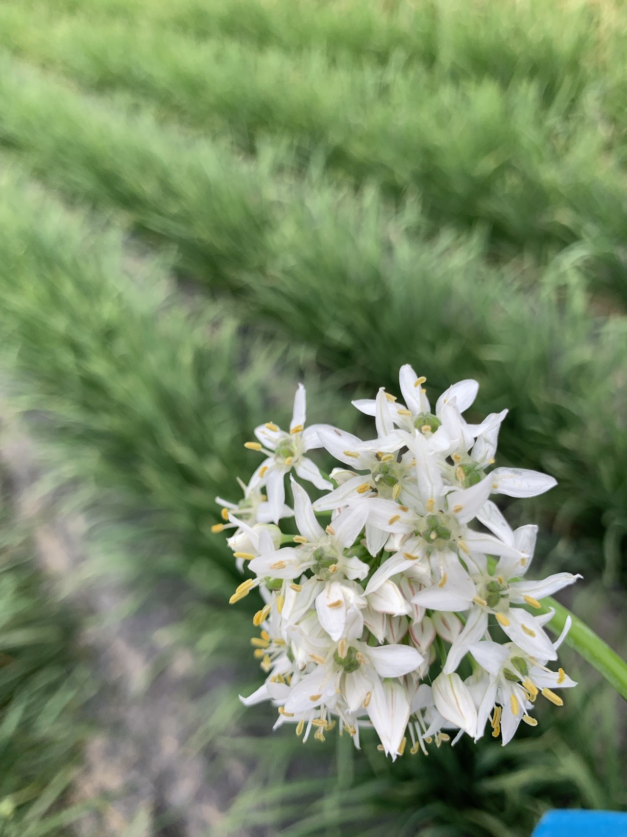 すべての美しい花の画像 驚くばかり花 ニラ 食べ 方