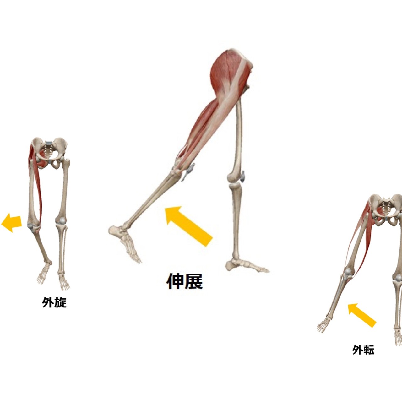 大殿筋の機能不全 と 坐骨神経痛 の関連 10 6更新 Masato Note