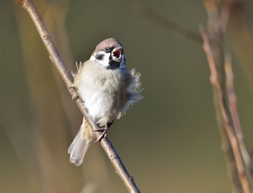 第427回 スズメ 11回目 の鳴き声 翆野 大地 Note