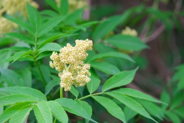 新着ニワトコ 花 言葉 美しい花の画像