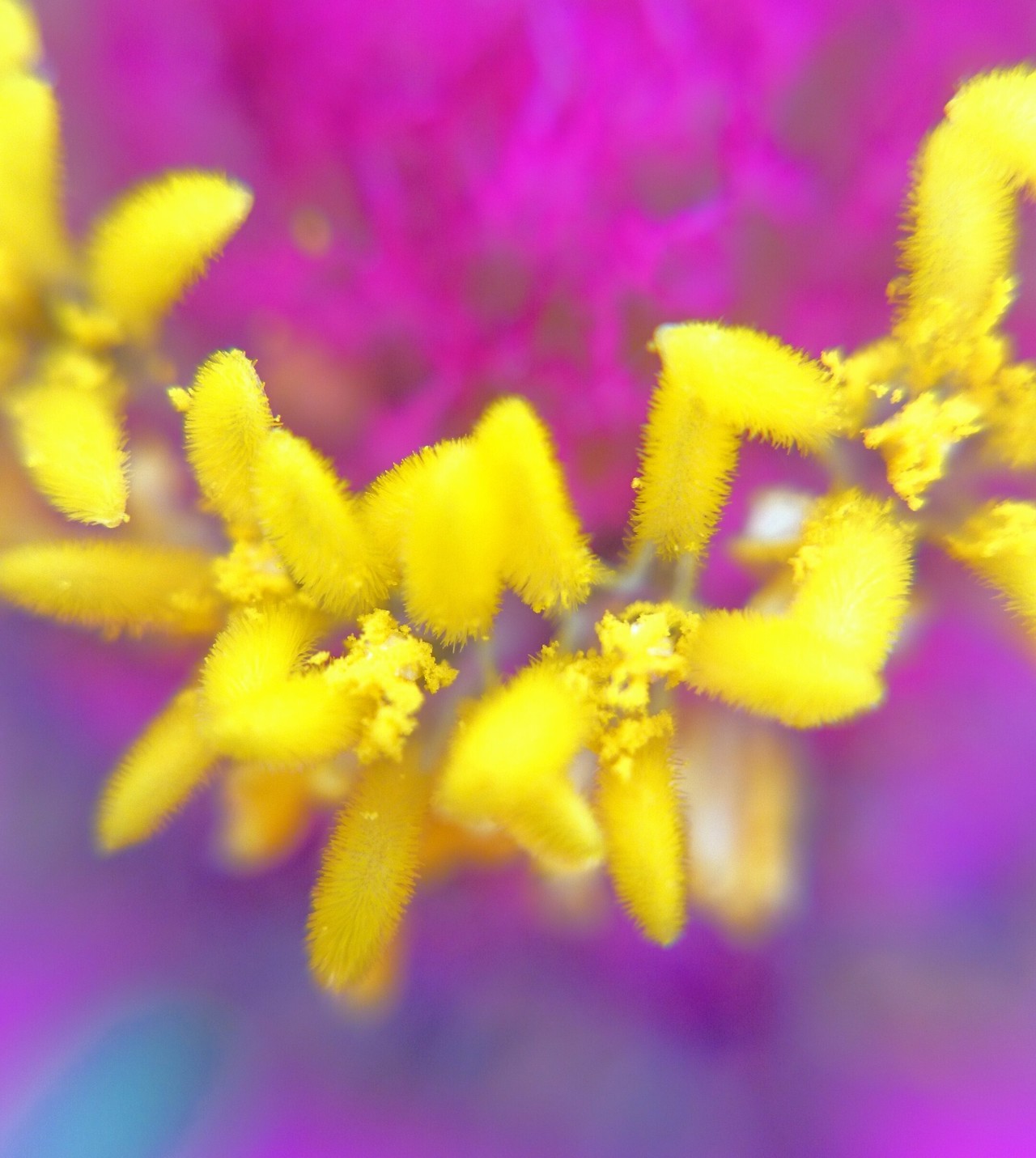 無料ダウンロード花 ジニア すべての美しい花の画像