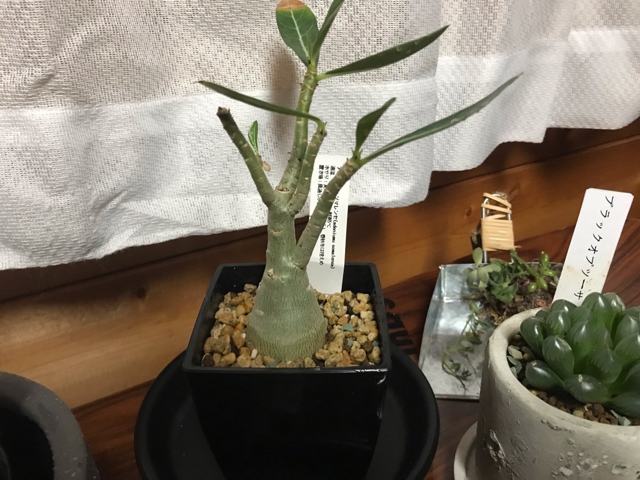 観葉植物10 しん Note