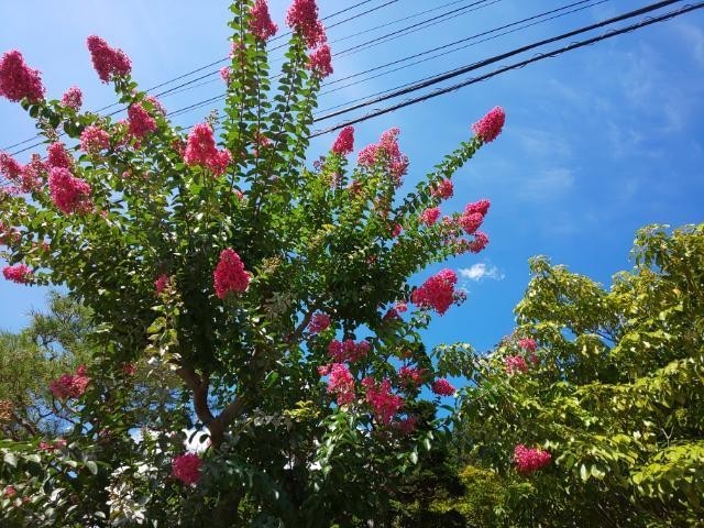 すべての美しい花の画像 最新のhd花 言葉 太陽