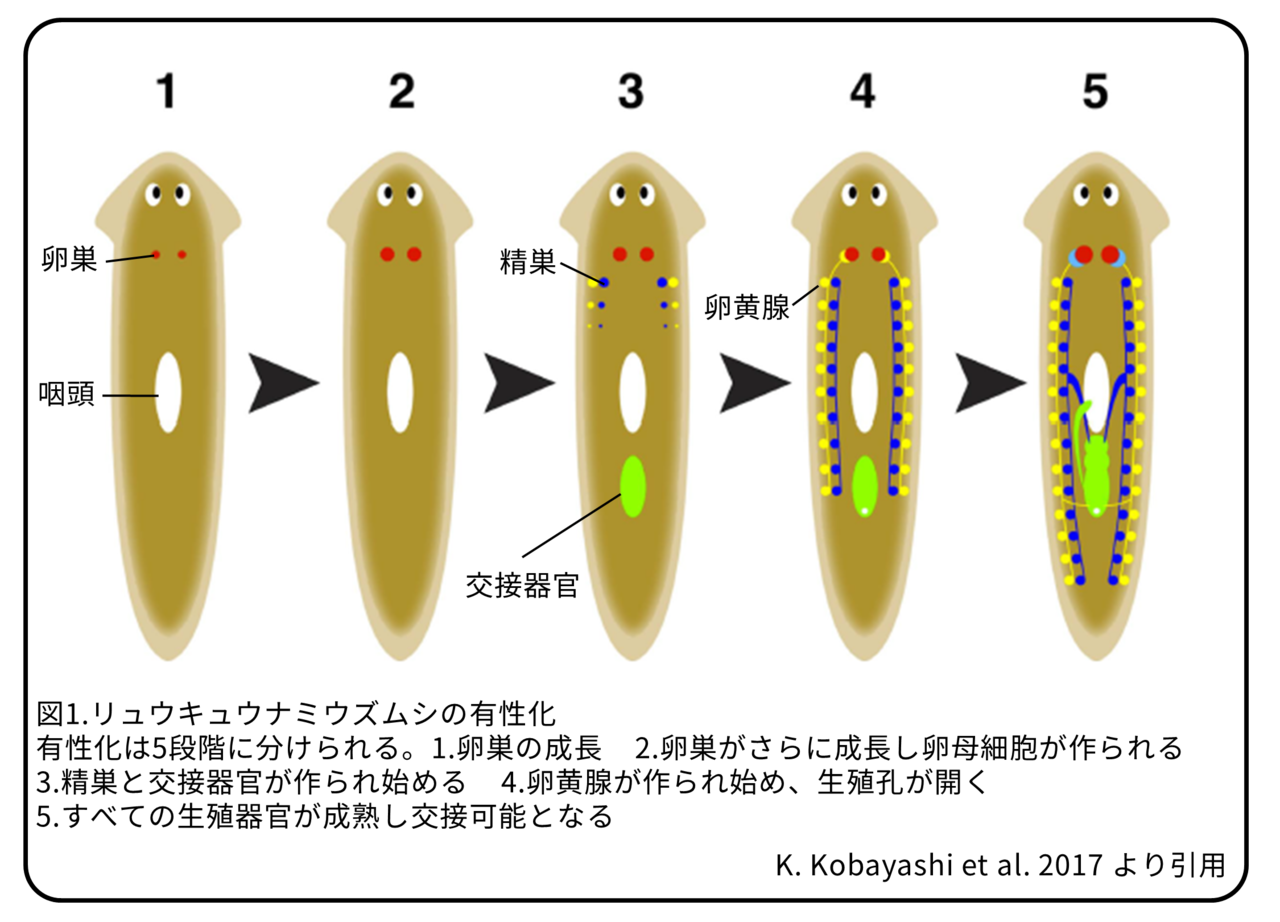 プラナリアの有性化物質 ～アミノ酸の不思議～ 論文紹介｜かわいせーざん@基礎研究っておもしろい！ 生物編