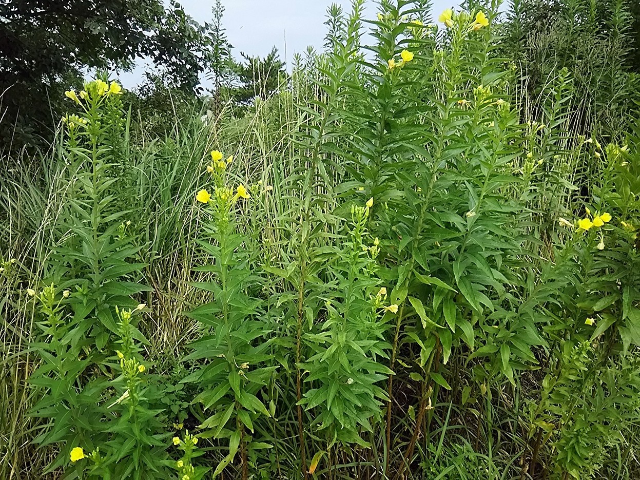 夏の終わりを感じさせる 月見草 と ノブドウ スー Note 夏の終わりを感じさせる 月見草 と ノブドウ スー Note
