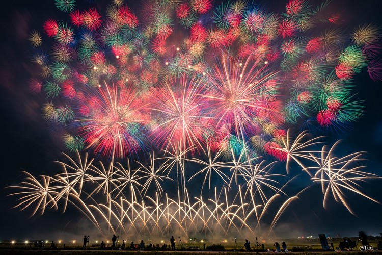 空一面に咲き誇る千輪花火が美しい。 空一面に咲き誇る千輪花火が美しい。