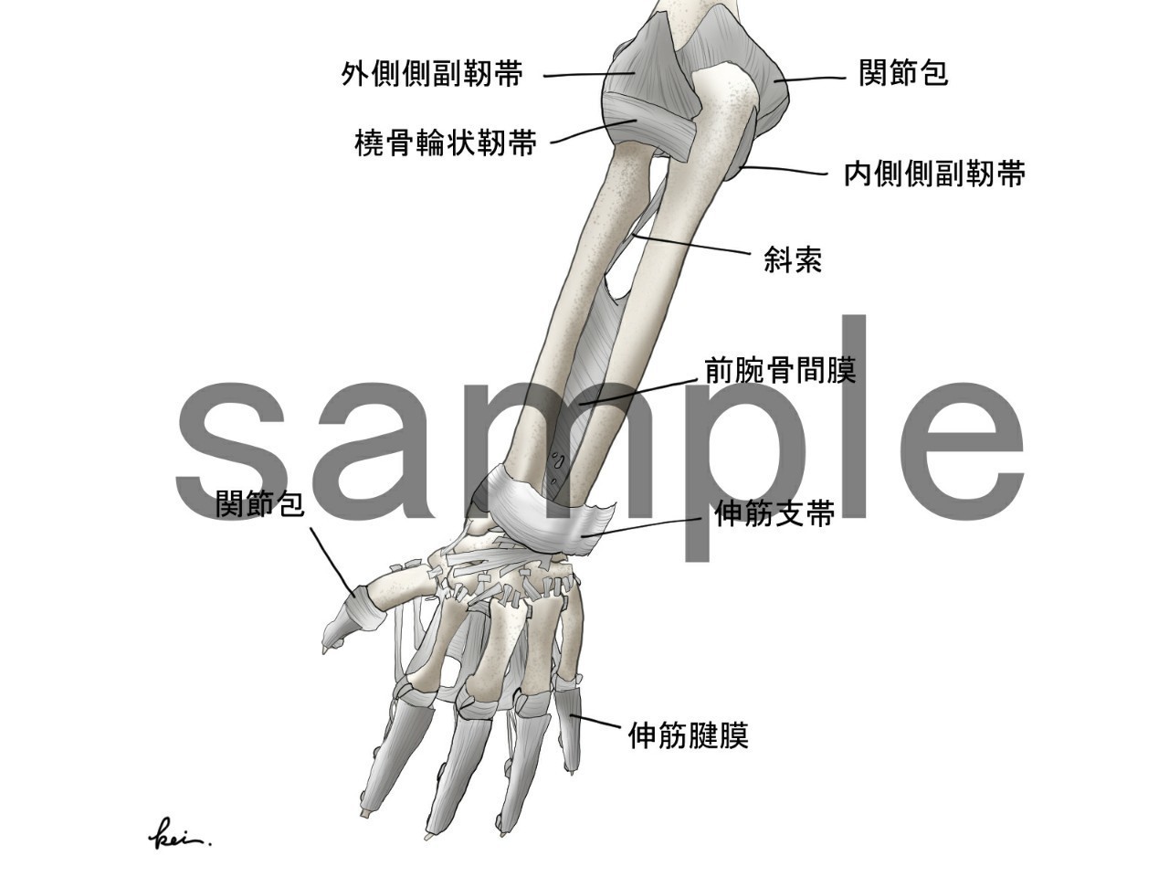 無料の動物画像 100 Epic Best骨 イラスト 全身