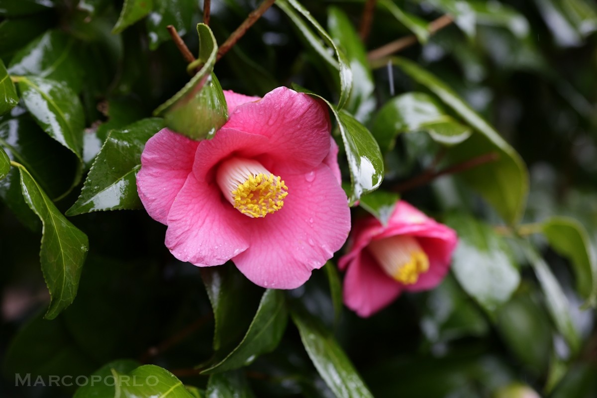 季節の花と風にのってくる香り Macoto Note