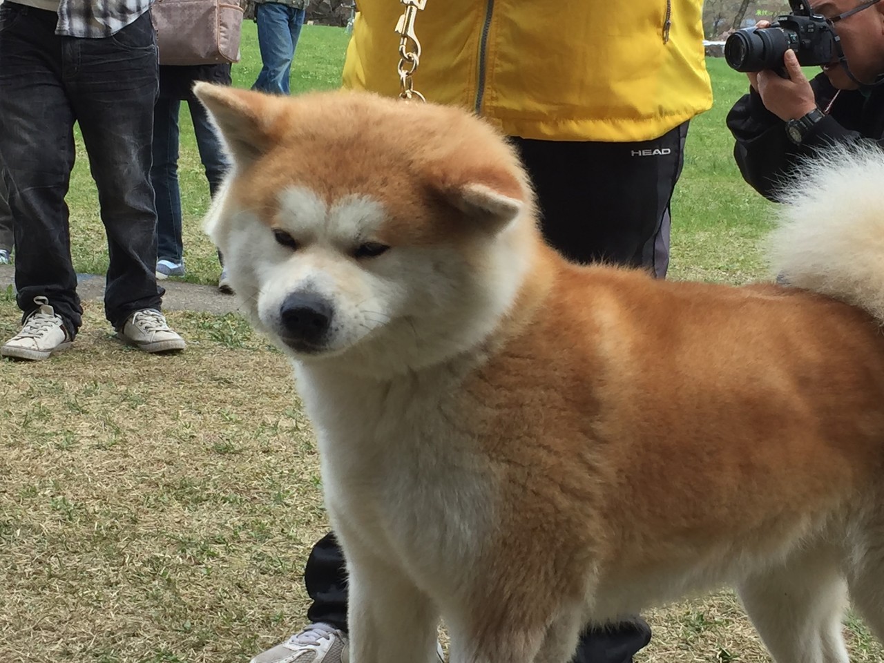 大型犬日本代表 犬太郎のいきもの日記 Ba Note