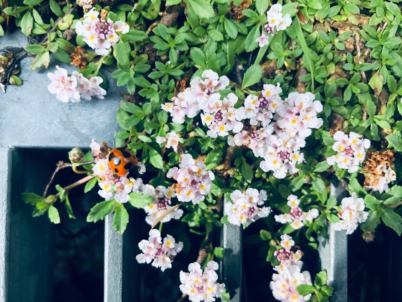 投げ銭だけで生活する芸術 問題提起としてのカンパ募集 Hana Yagyu Note