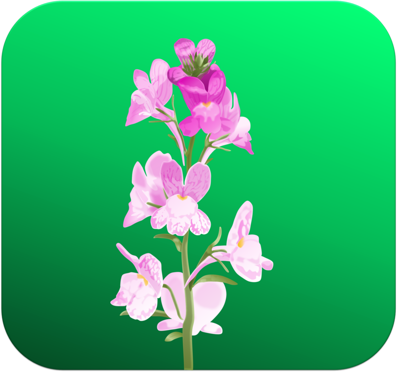 すべての花の画像 100 Epic Bestキンギョソウ イラスト 花