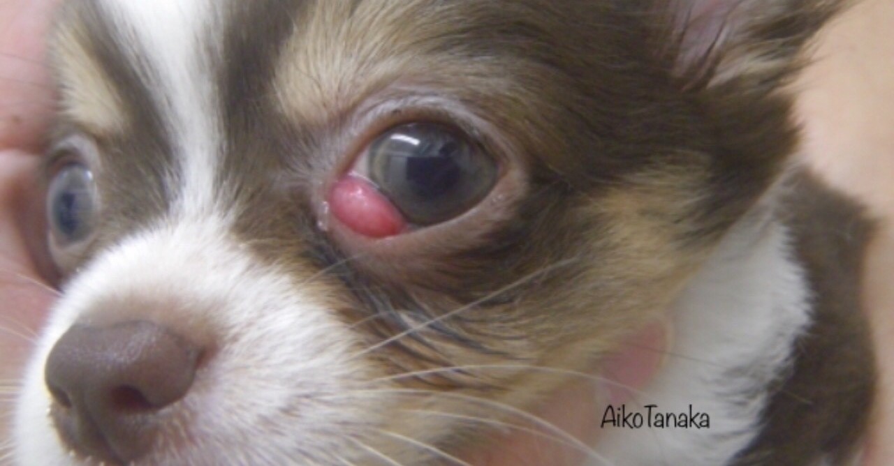 大変！チワワの目が飛び出して赤い！原因や治療方法、目薬の差し方を解説します。｜田中愛子＠ドッグトレーナー｜note