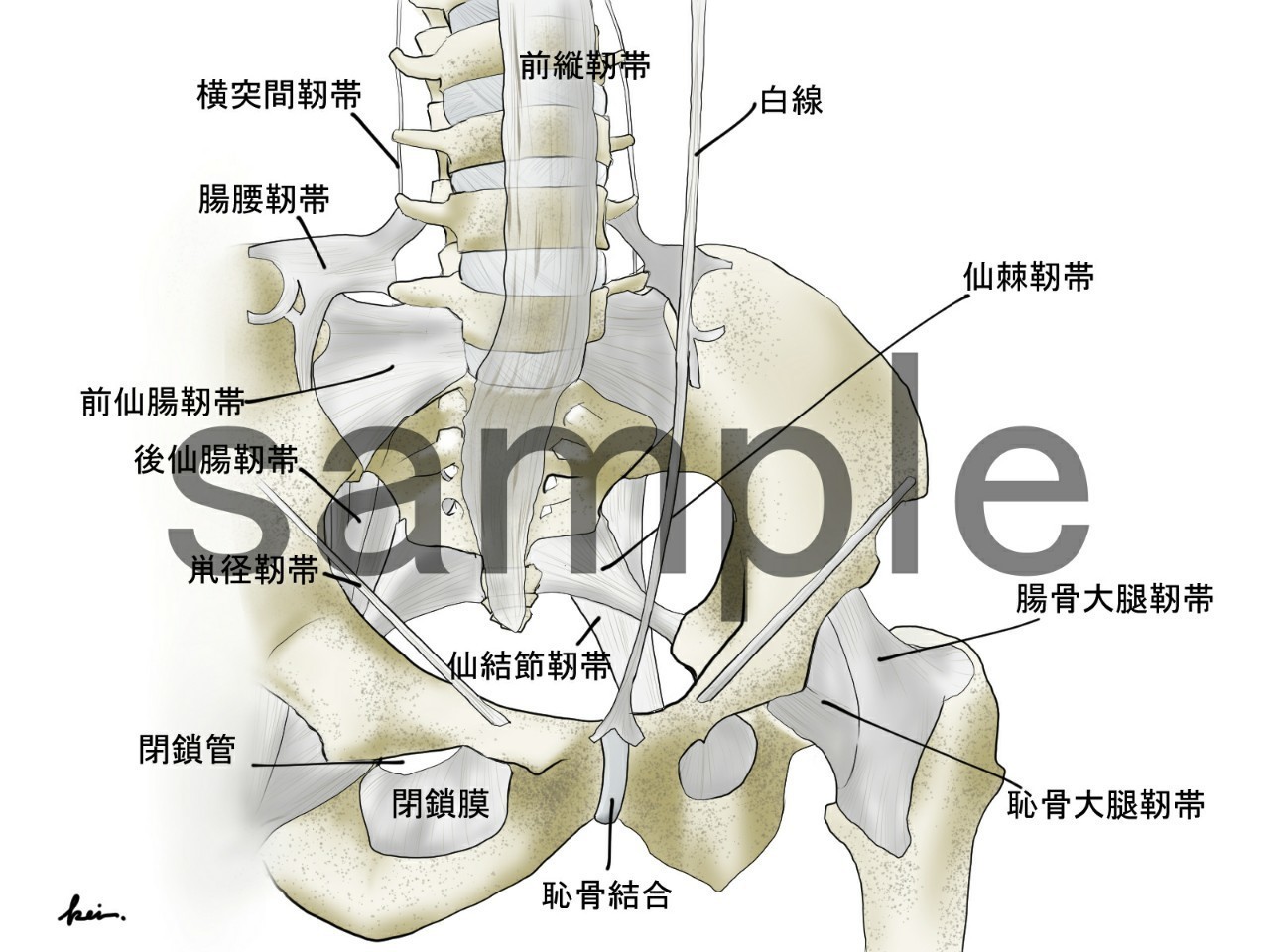 最も人気のある 股関節 描き方 トップ新しい画像