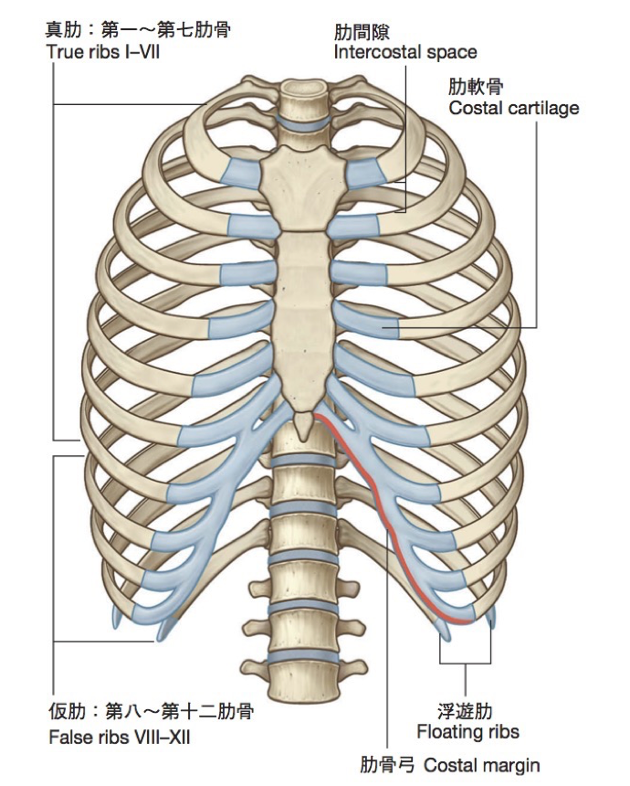 あばら と 肋骨