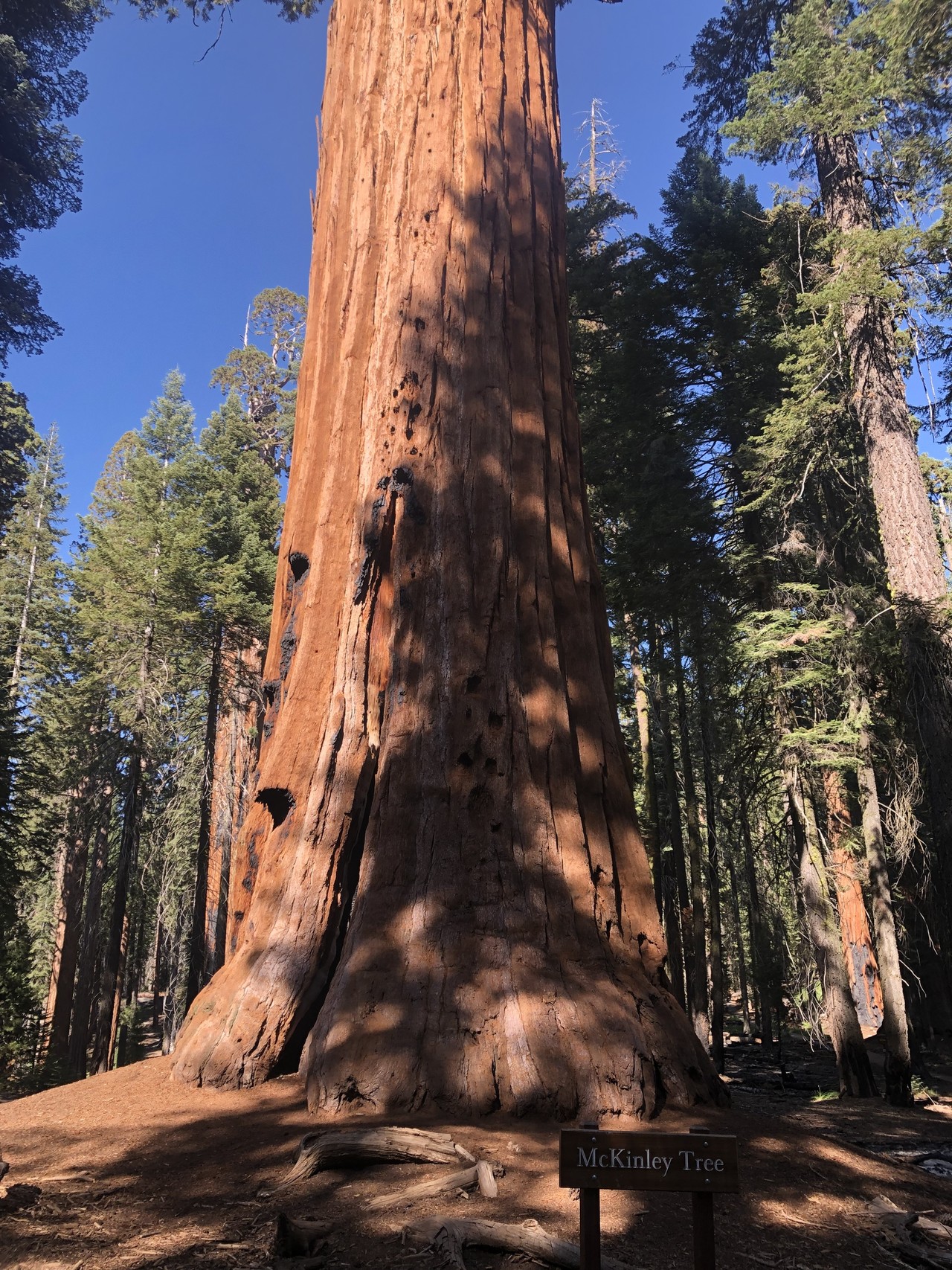 アメリカで出会った１００の光景 No 35 大自然の絶景 セコイア国立公園で巨木の間をそぞろ歩き シカノミエ Note